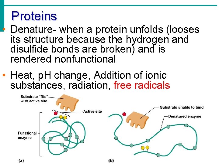 Proteins • Denature- when a protein unfolds (looses its structure because the hydrogen and Proteins • Denature- when a protein unfolds (looses its structure because the hydrogen and
