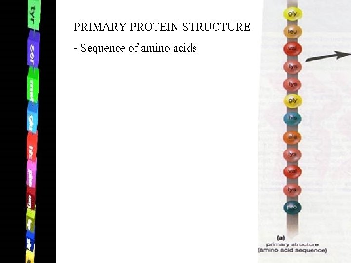 PRIMARY PROTEIN STRUCTURE - Sequence of amino acids PRIMARY PROTEIN STRUCTURE - Sequence of amino acids