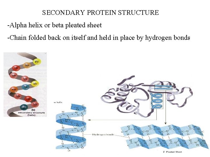 SECONDARY PROTEIN STRUCTURE -Alpha helix or beta pleated sheet -Chain folded back on itself SECONDARY PROTEIN STRUCTURE -Alpha helix or beta pleated sheet -Chain folded back on itself