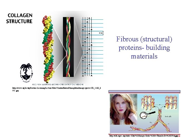 In Quaternary form: Fibrous (structural) proteins- building materials Keratin Collagen http: //www. itg. be/itg/Distance. In Quaternary form: Fibrous (structural) proteins- building materials Keratin Collagen http: //www. itg. be/itg/Distance.