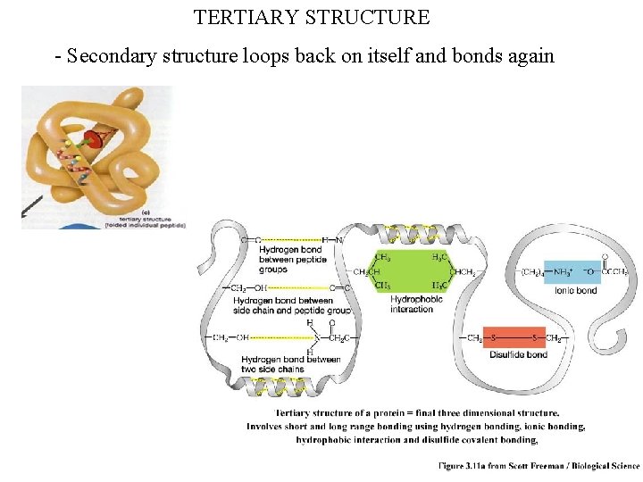TERTIARY STRUCTURE - Secondary structure loops back on itself and bonds again TERTIARY STRUCTURE - Secondary structure loops back on itself and bonds again