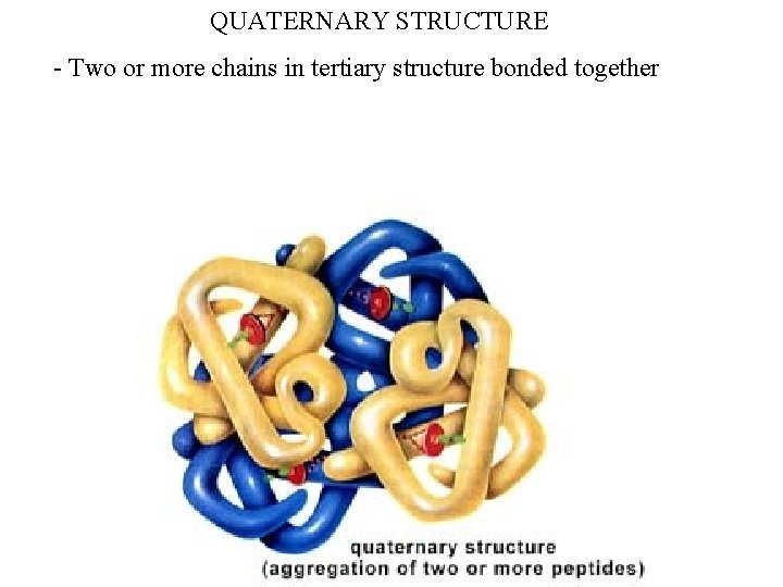 QUATERNARY STRUCTURE - Two or more chains in tertiary structure bonded together QUATERNARY STRUCTURE - Two or more chains in tertiary structure bonded together