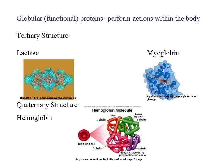 Globular (functional) proteins- perform actions within the body Tertiary Structure: Lactase Myoglobin http: //themedicalbiochemistrypage. Globular (functional) proteins- perform actions within the body Tertiary Structure: Lactase Myoglobin http: //themedicalbiochemistrypage.