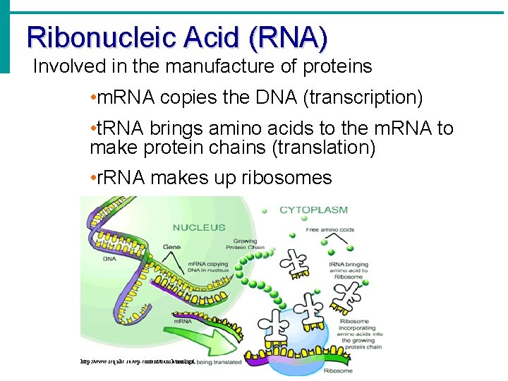 Ribonucleic Acid (RNA) Involved in the manufacture of proteins • m. RNA copies the Ribonucleic Acid (RNA) Involved in the manufacture of proteins • m. RNA copies the