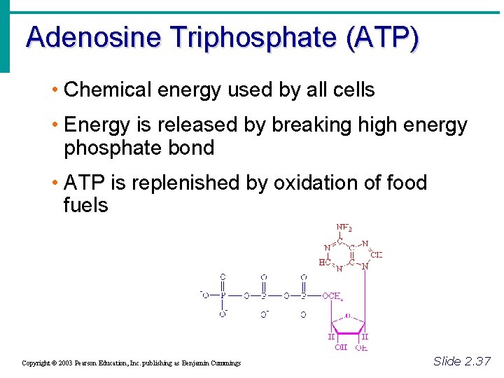 Adenosine Triphosphate (ATP) • Chemical energy used by all cells • Energy is released Adenosine Triphosphate (ATP) • Chemical energy used by all cells • Energy is released