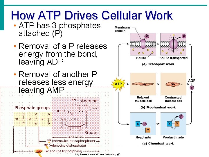 How ATP Drives Cellular Work • ATP has 3 phosphates attached (P) • Removal How ATP Drives Cellular Work • ATP has 3 phosphates attached (P) • Removal