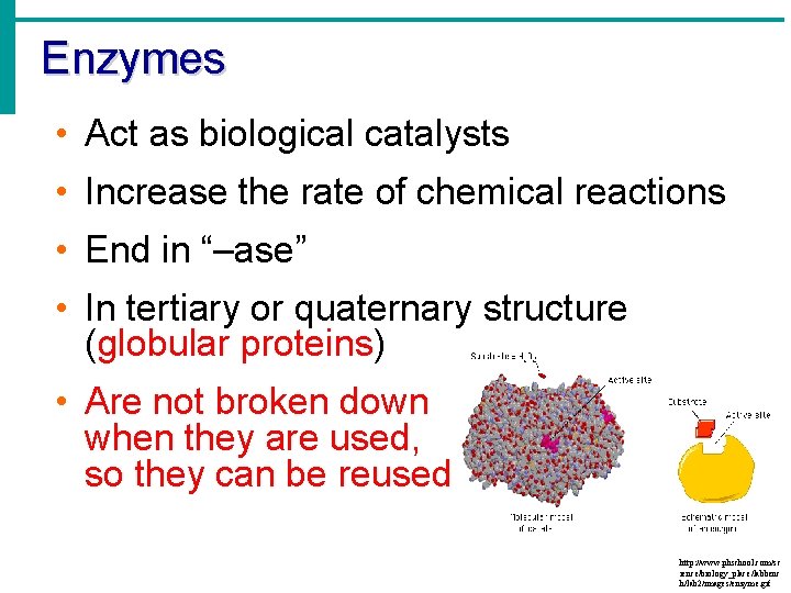 Enzymes • Act as biological catalysts • Increase the rate of chemical reactions • Enzymes • Act as biological catalysts • Increase the rate of chemical reactions •