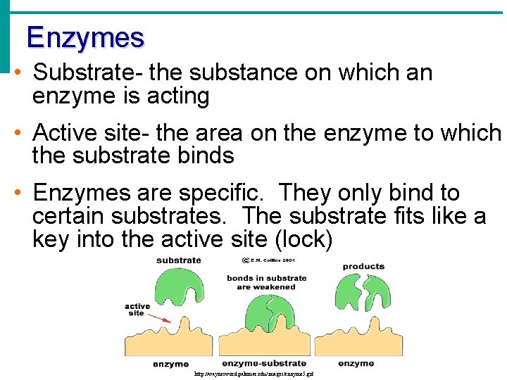 Enzymes • Substrate- the substance on which an enzyme is acting • Active site- Enzymes • Substrate- the substance on which an enzyme is acting • Active site-