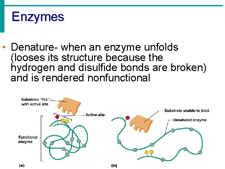Enzymes • Denature- when an enzyme unfolds (looses its structure because the hydrogen and Enzymes • Denature- when an enzyme unfolds (looses its structure because the hydrogen and