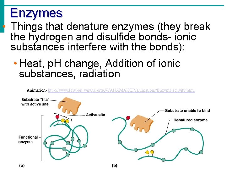 Enzymes • Things that denature enzymes (they break the hydrogen and disulfide bonds- ionic Enzymes • Things that denature enzymes (they break the hydrogen and disulfide bonds- ionic