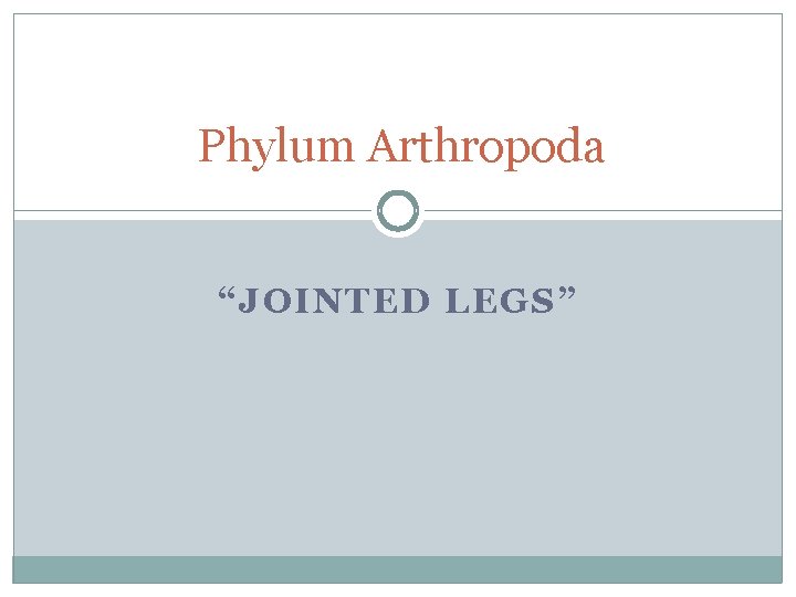 Phylum Arthropoda “JOINTED LEGS” 