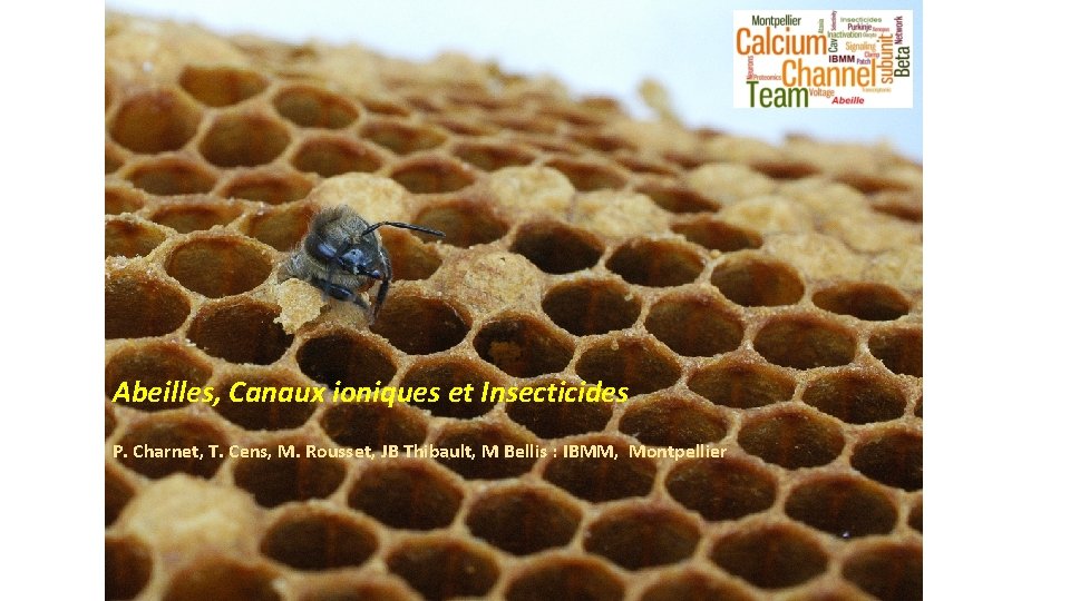Abeilles, Canaux ioniques et Insecticides P. Charnet, T. Cens, M. Rousset, JB Thibault, M