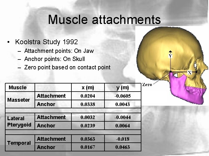 Muscle attachments • Koolstra Study 1992 – Attachment points: On Jaw – Anchor points: