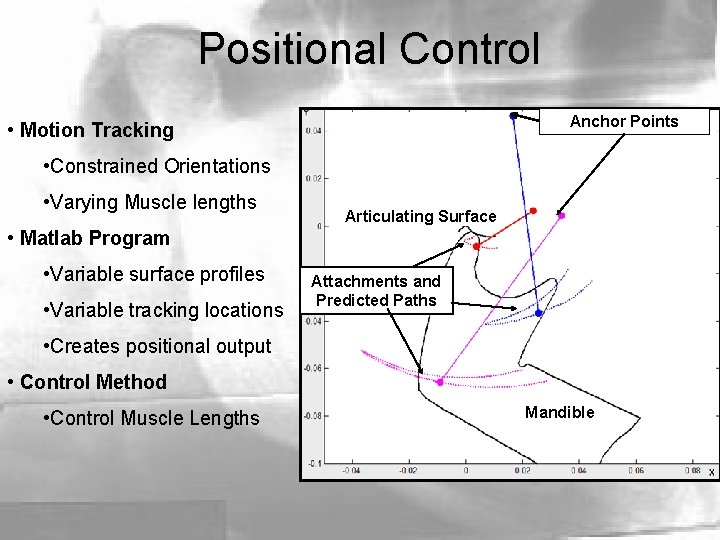 Positional Control Anchor Points • Motion Tracking • Constrained Orientations • Varying Muscle lengths