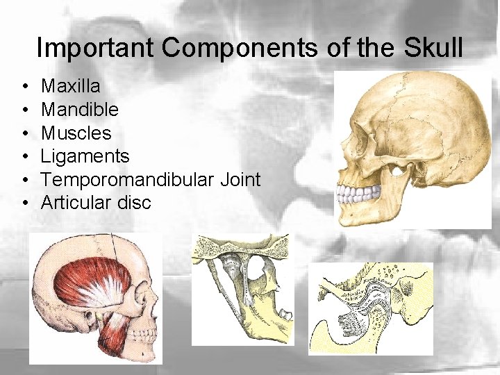 Important Components of the Skull • • • Maxilla Mandible Muscles Ligaments Temporomandibular Joint