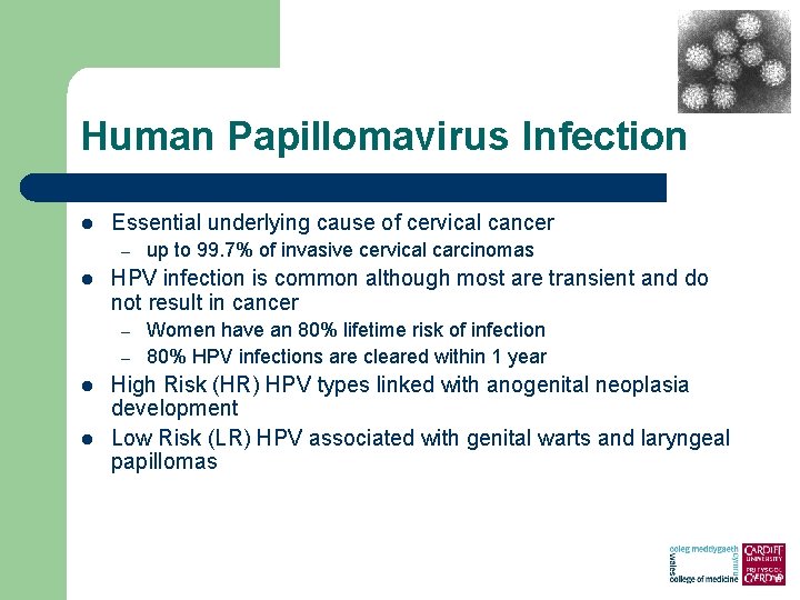 hpv human papillomavirus anogenital infection