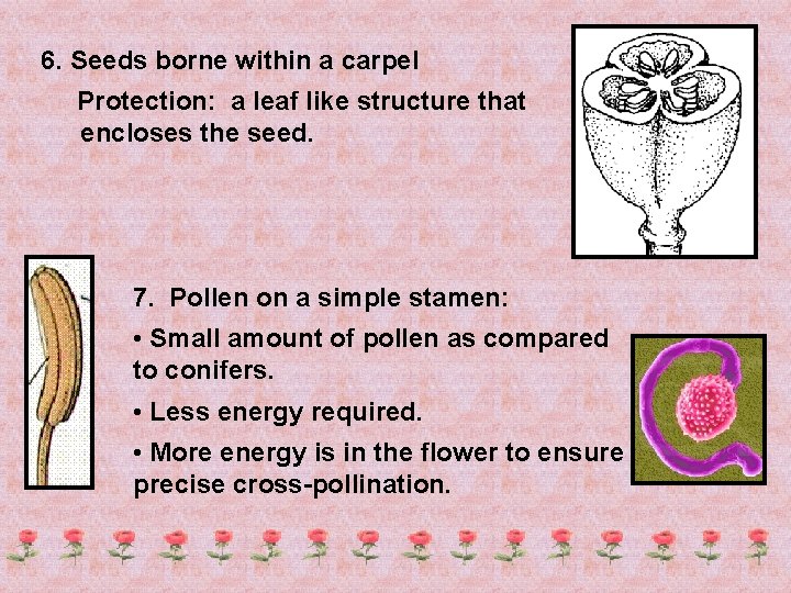 6. Seeds borne within a carpel Protection: a leaf like structure that encloses the