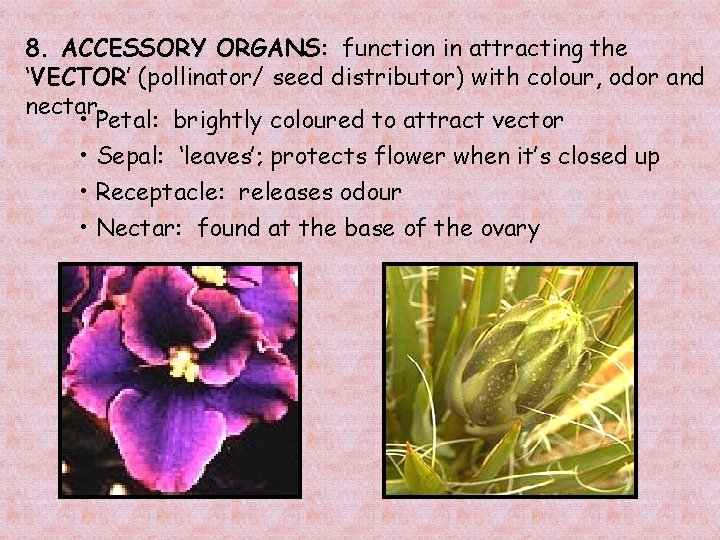 8. ACCESSORY ORGANS: ORGANS function in attracting the ‘VECTOR’ (pollinator/ seed distributor) with colour,