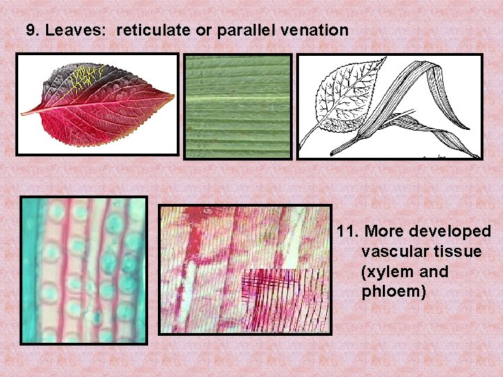 9. Leaves: reticulate or parallel venation 11. More developed vascular tissue (xylem and phloem)
