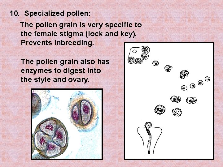 10. Specialized pollen: pollen The pollen grain is very specific to the female stigma
