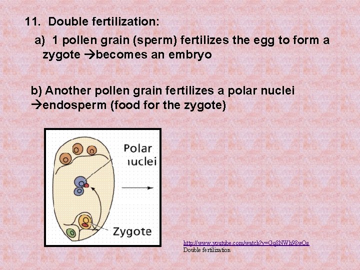 11. Double fertilization: fertilization a) 1 pollen grain (sperm) fertilizes the egg to form