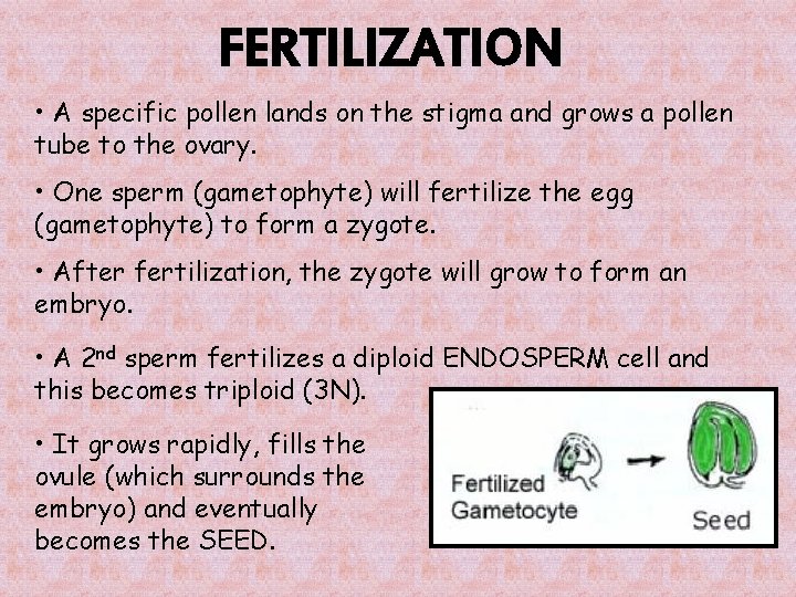 FERTILIZATION • A specific pollen lands on the stigma and grows a pollen tube