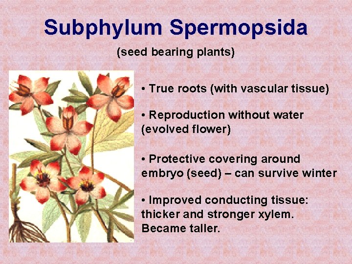 Subphylum Spermopsida (seed bearing plants) • True roots (with vascular tissue) • Reproduction without