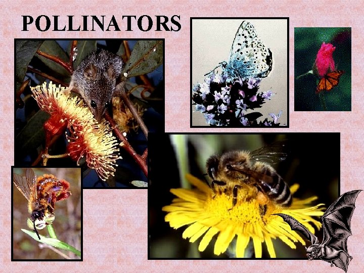 POLLINATORS 