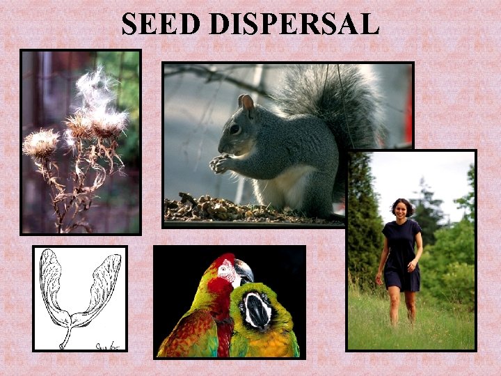 SEED DISPERSAL 