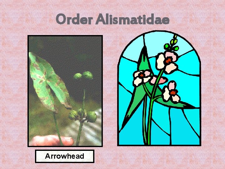 Order Alismatidae Arrowhead 
