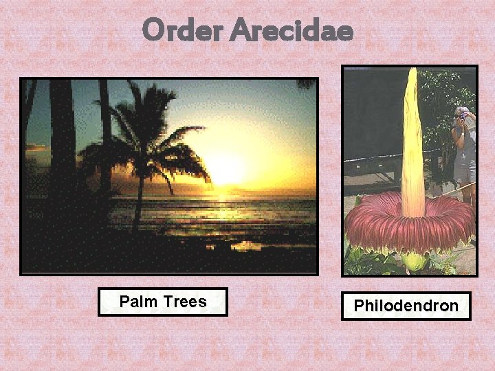 Order Arecidae Palm Trees Philodendron 