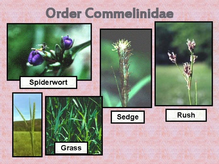 Order Commelinidae Spiderwort Sedge Grass Rush 