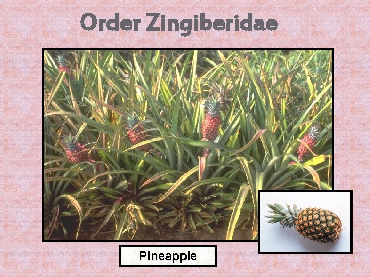 Order Zingiberidae Pineapple 