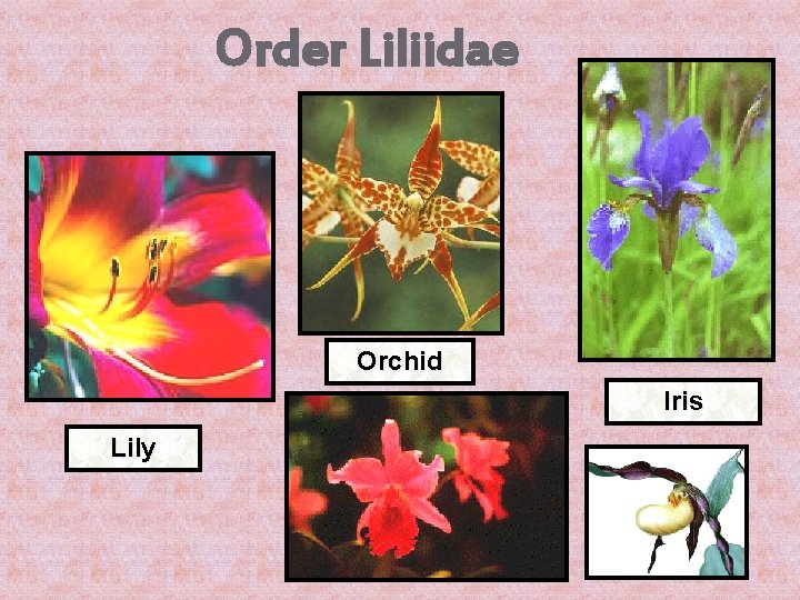 Order Liliidae Orchid Iris Lily 