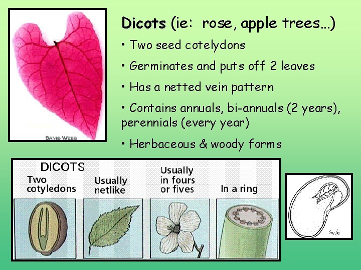 Dicots (ie: rose, apple trees…) • Two seed cotelydons • Germinates and puts off