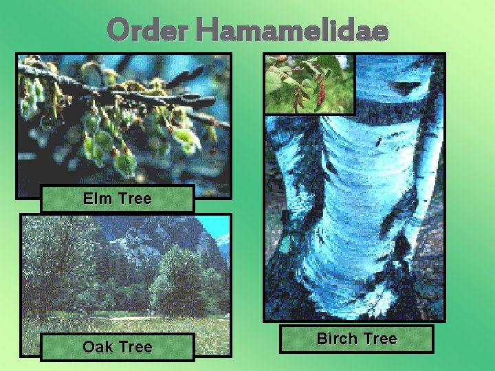 Order Hamamelidae Elm Tree Oak Tree Birch Tree 