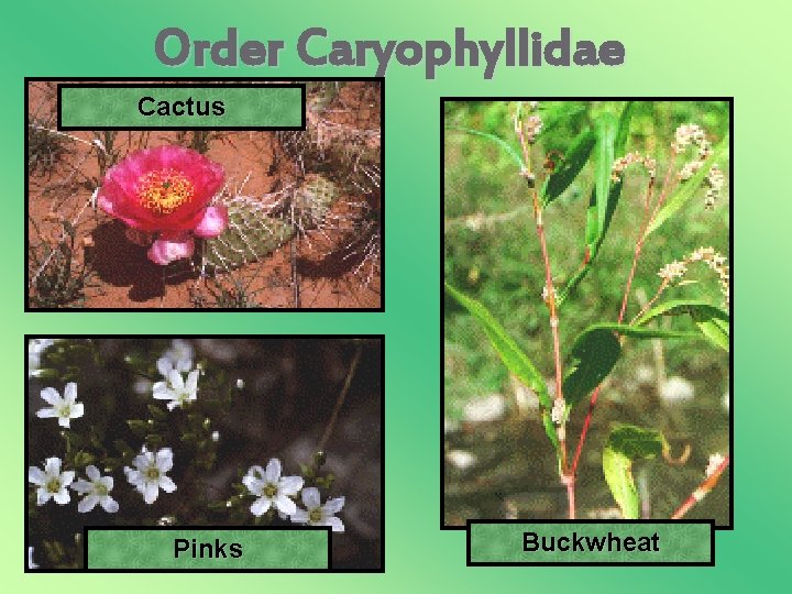 Order Caryophyllidae Cactus Pinks Buckwheat 