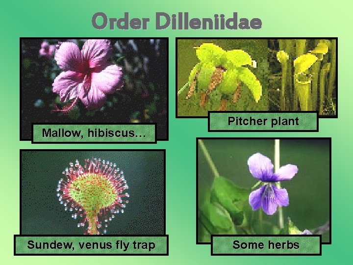 Order Dilleniidae Mallow, hibiscus… Sundew, venus fly trap Pitcher plant Some herbs 