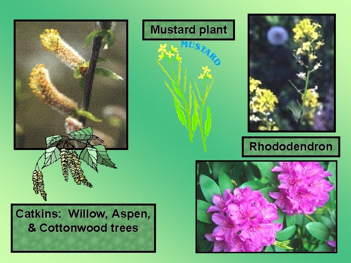 Mustard plant Rhododendron Catkins: Willow, Aspen, & Cottonwood trees 