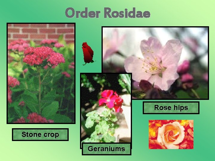 Order Rosidae Rose hips Stone crop Geraniums 