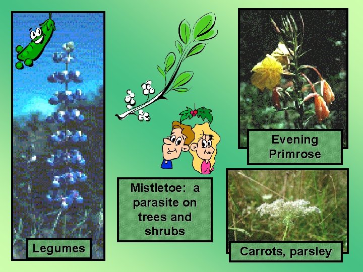 Evening Primrose Mistletoe: a parasite on trees and shrubs Legumes Carrots, parsley 