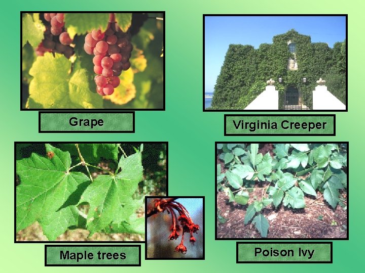 Grape Maple trees Virginia Creeper Poison Ivy 