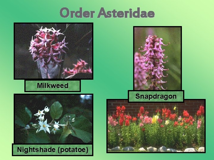 Order Asteridae Milkweed Snapdragon Nightshade (potatoe) 