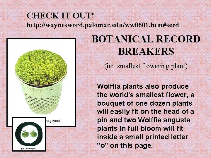 CHECK IT OUT! http: //waynesword. palomar. edu/ww 0601. htm#seed BOTANICAL RECORD BREAKERS (ie: smallest