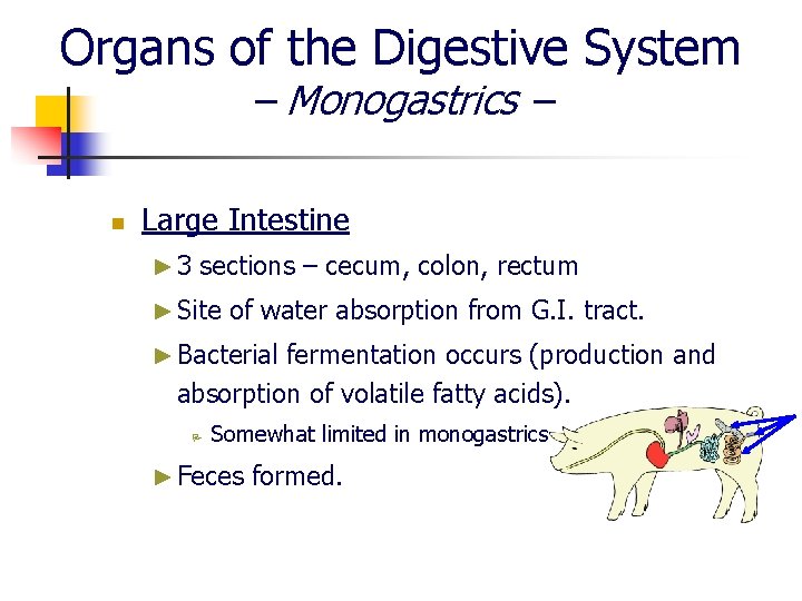 Organs of the Digestive System – Monogastrics – n Large Intestine ► 3 sections