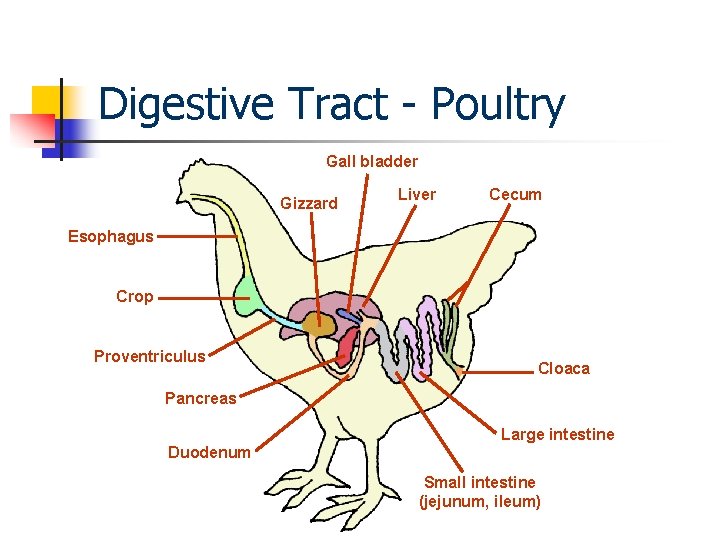 Digestive Tract - Poultry Gall bladder Gizzard Liver Cecum Esophagus Crop Proventriculus Cloaca Pancreas