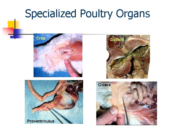 Specialized Poultry Organs Crop Gizzard Cloaca Proventriculus 