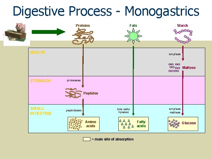 Digestive Process - Monogastrics Proteins Fats MOUTH Starch amylase Maltose STOMACH proteases Peptides SMALL