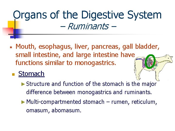 Organs of the Digestive System – Ruminants – « n Mouth, esophagus, liver, pancreas,