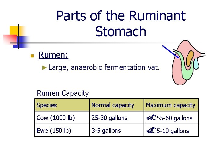 Parts of the Ruminant Stomach n Rumen: ► Large, anaerobic fermentation vat. Rumen Capacity